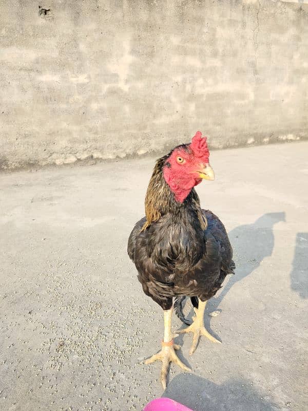 pure mianwali aseel high quality bird available for sale 5