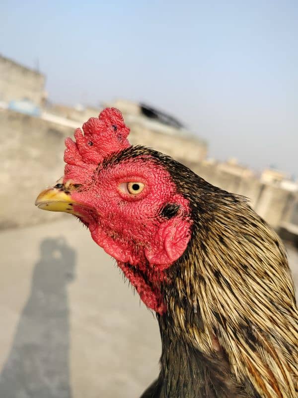 pure mianwali aseel high quality bird available for sale 6