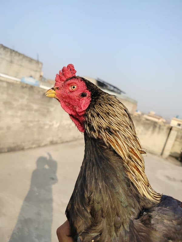 pure mianwali aseel high quality bird available for sale 7