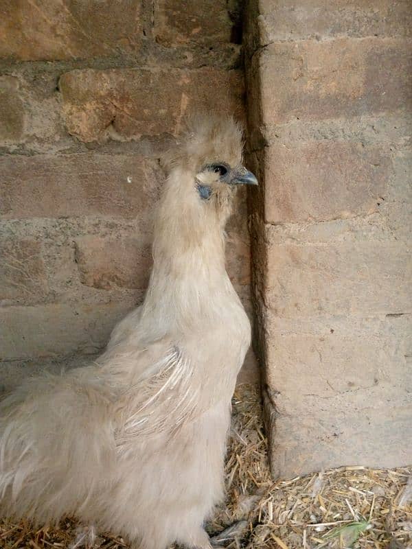 silky pair for sale paper white breeder pair 1