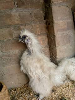 silky pair for sale paper white breeder pair