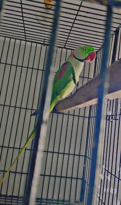 Raw parrot breeder pair