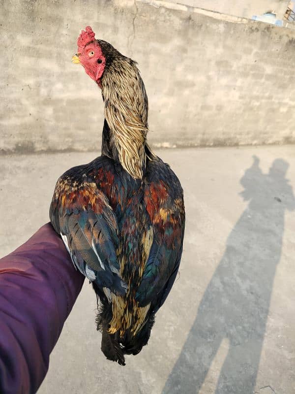 pure mianwali aseel high quality bird available for sale 11