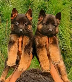 German Shepherd quality pair for sale / Gsd / German Shepherd pappies