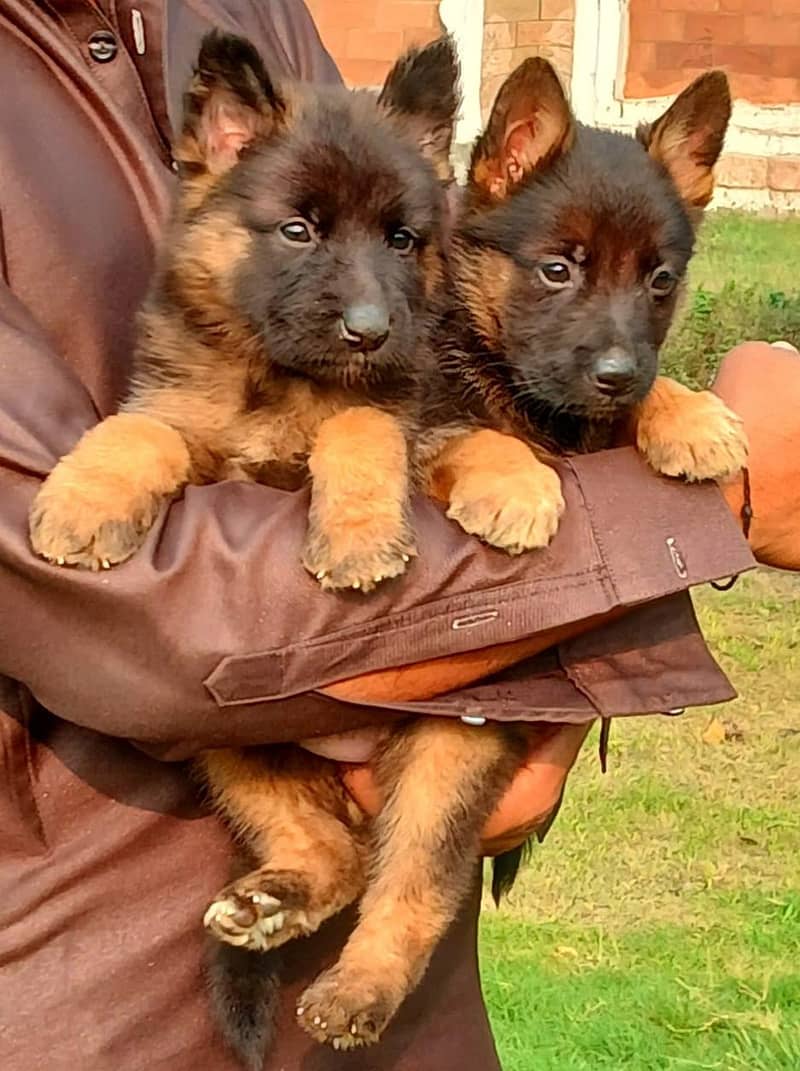 German Shepherd quality pair for sale / Gsd / German Shepherd pappies 1