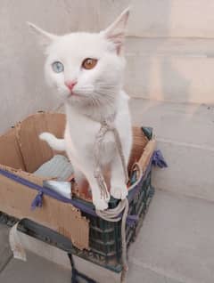 Persian Cat White Color  Single cot.