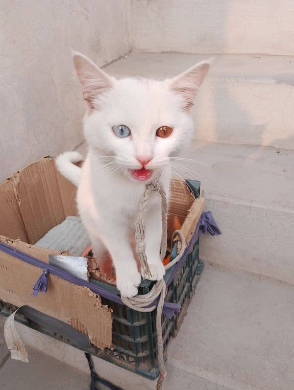 Persian Cat White Color  Single cot. 1