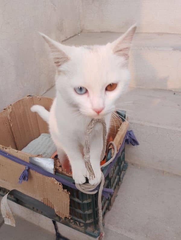 Persian Cat White Color  Single cot. 2