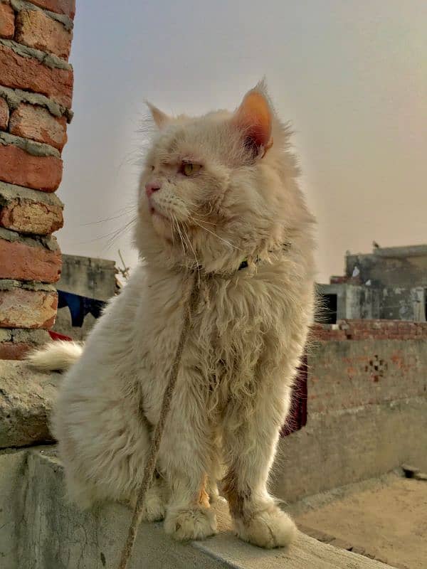 Cat persian 0