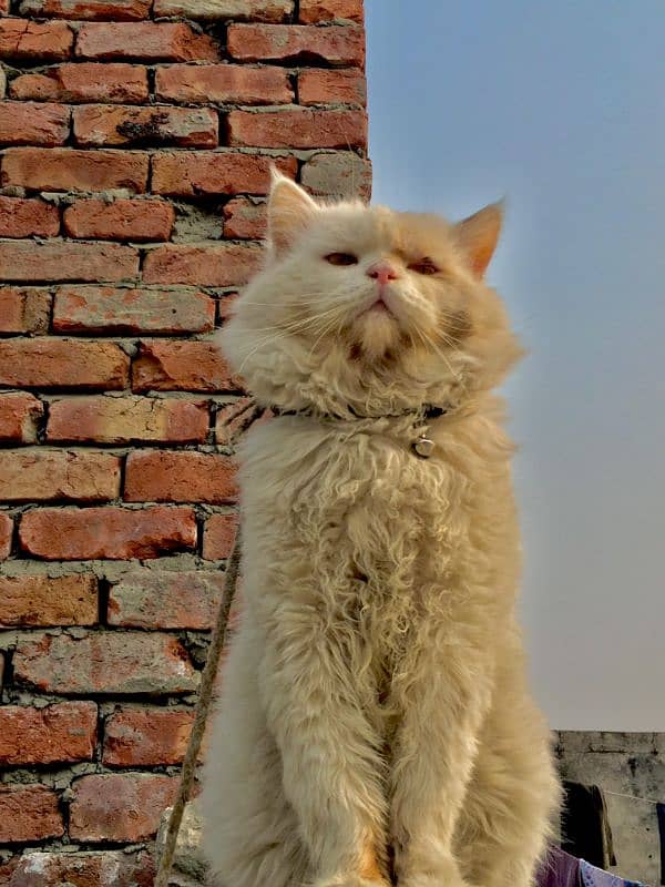 Cat persian 6