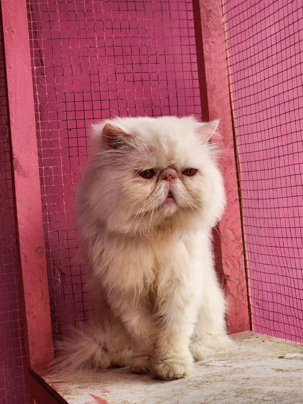 Top quality/ Piki /Cfa line / male cat available for sale 3