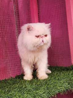 Top quality/ Piki /Cfa line / male cat available for sale