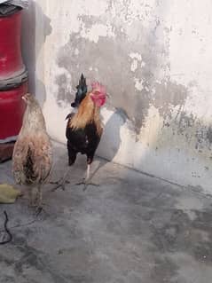 2 Female hens and 1 male