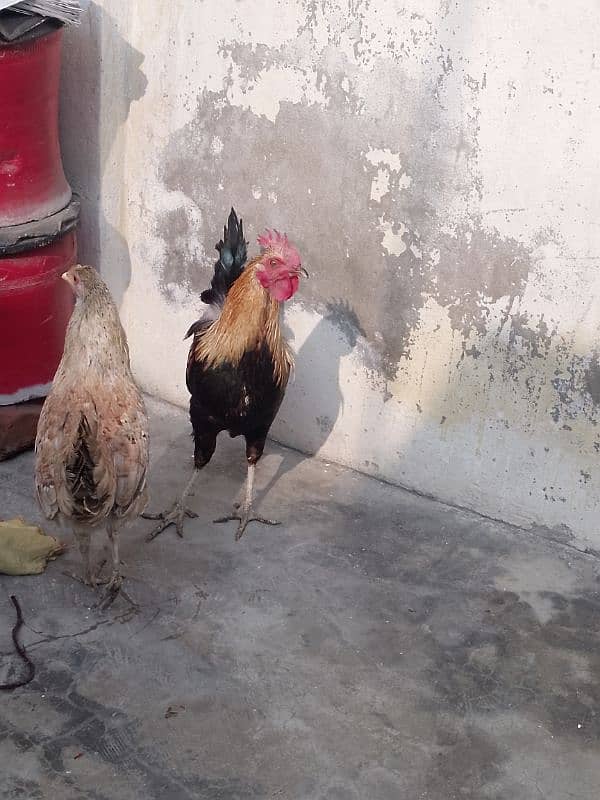 2 Female hens and 1 male 0