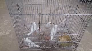 Finches For Sale