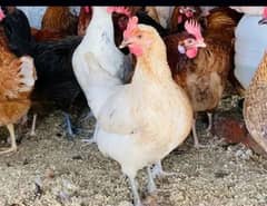 lohman BROWN/ Ayam simani/ misri hens Available