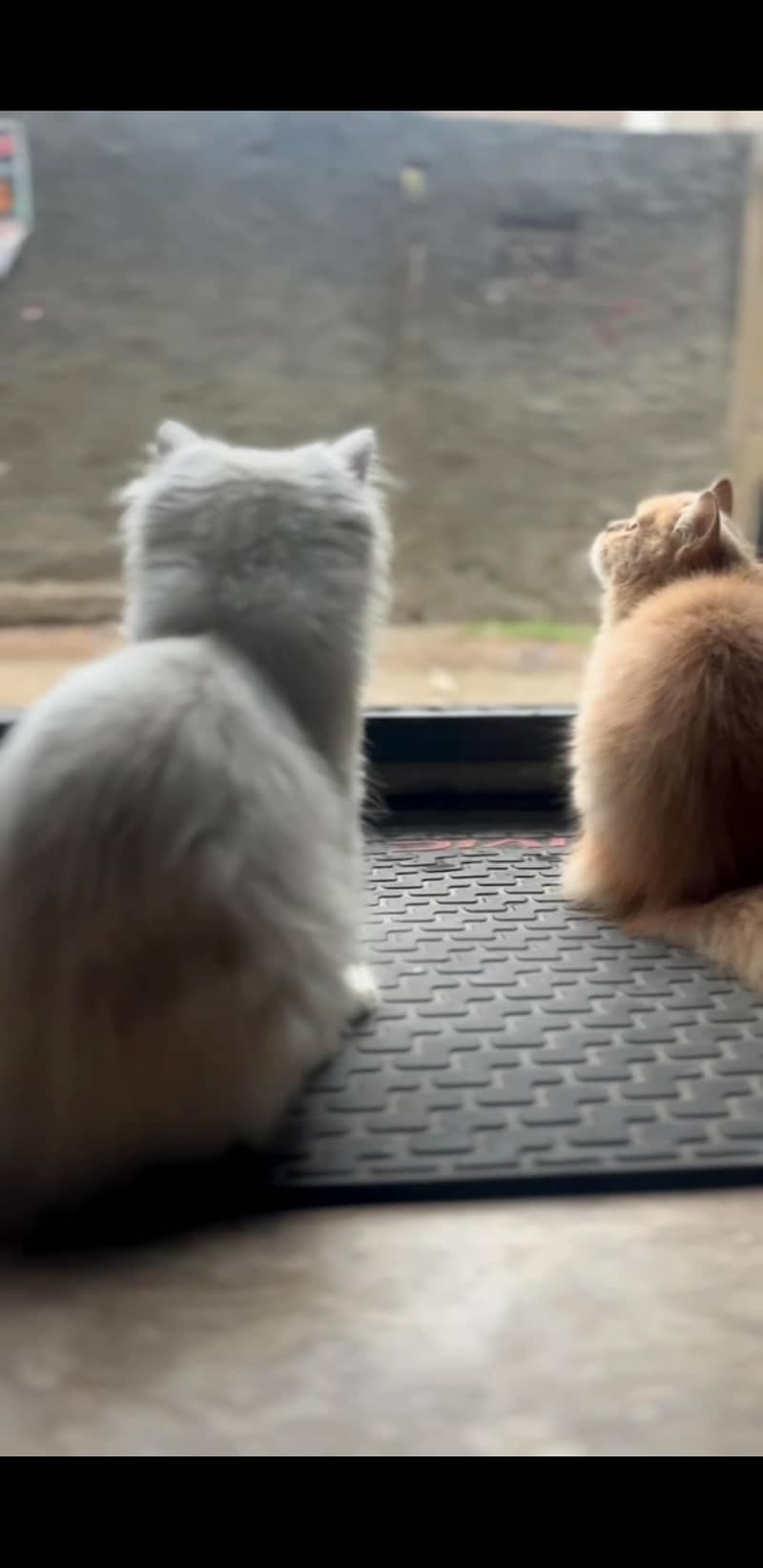 Persian cats pairs double coated 3