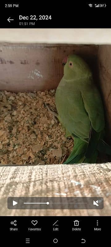 I m salling my breeder ringneck pair 1