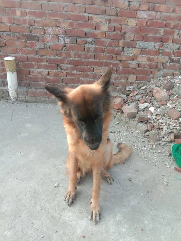 healthy and active very friendly Pedigree female German Shepherd 0