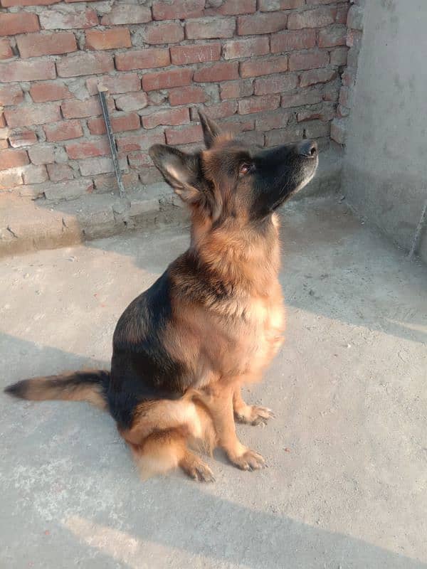 healthy and active very friendly Pedigree female German Shepherd 1