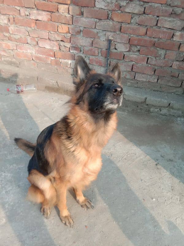 healthy and active very friendly Pedigree female German Shepherd 2