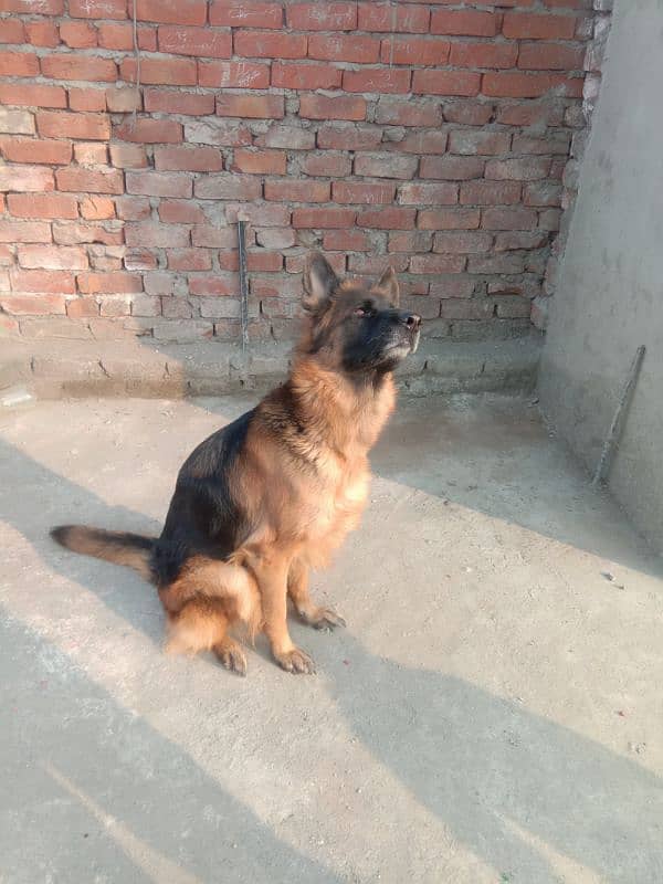 healthy and active very friendly Pedigree female German Shepherd 3