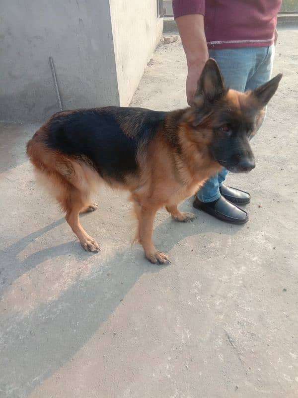 healthy and active very friendly Pedigree female German Shepherd 4