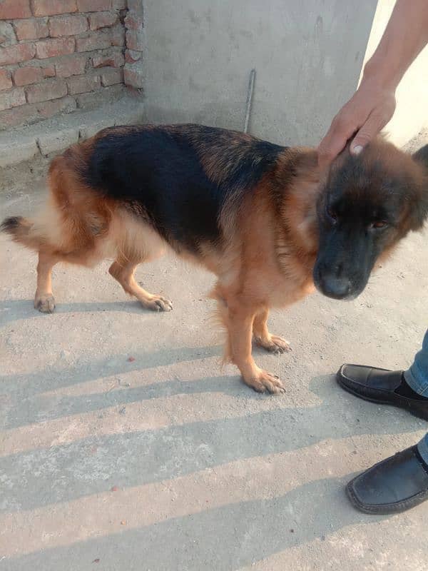 healthy and active very friendly Pedigree female German Shepherd 5