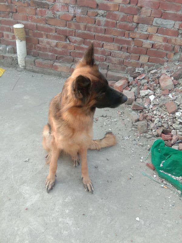 healthy and active very friendly Pedigree female German Shepherd 6