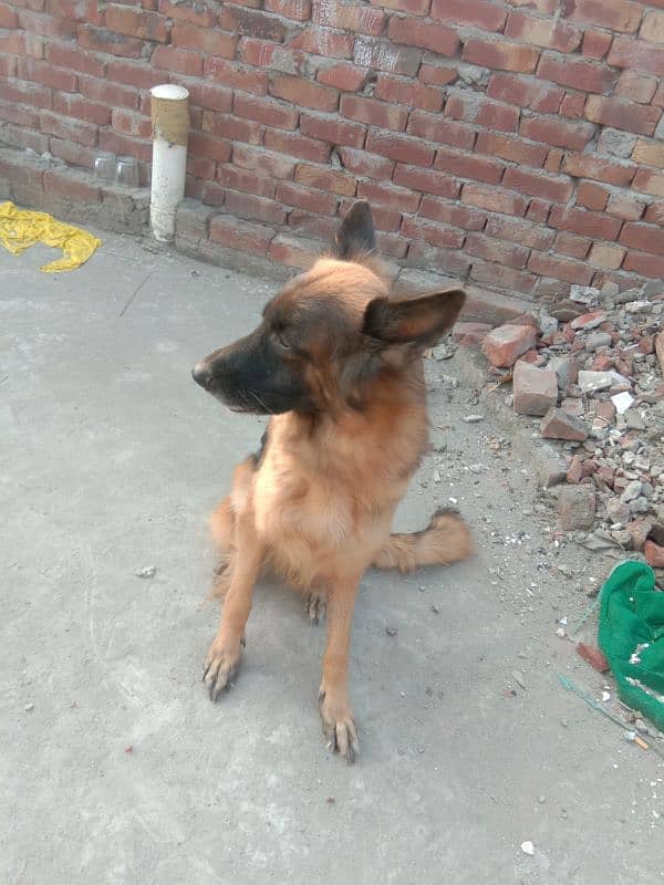 healthy and active very friendly Pedigree female German Shepherd 8