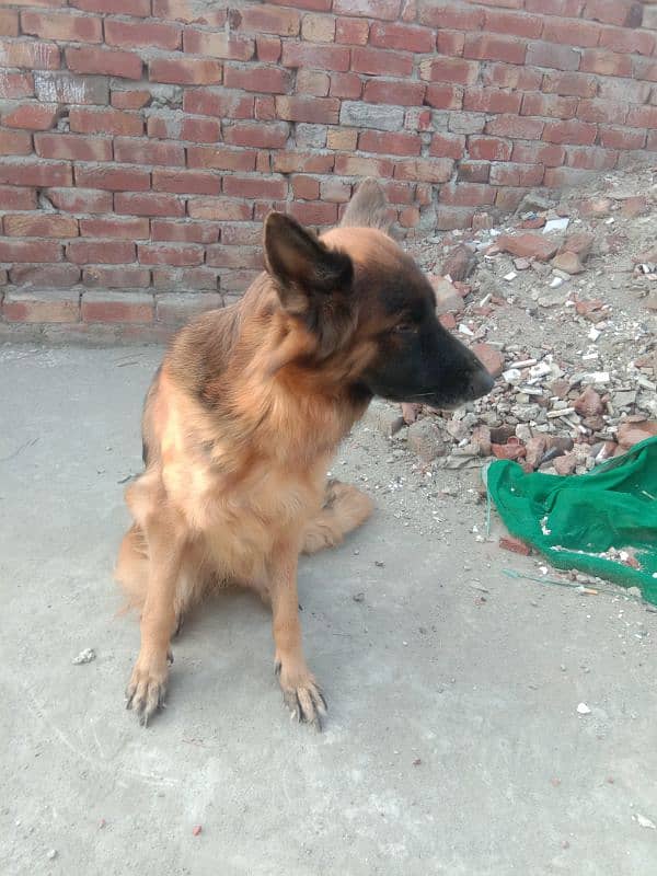 healthy and active very friendly Pedigree female German Shepherd 9