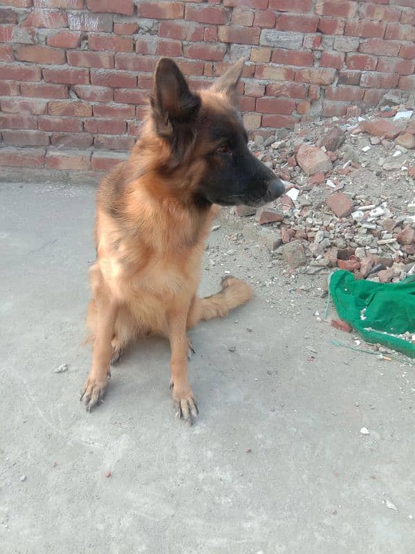 healthy and active very friendly Pedigree female German Shepherd 10