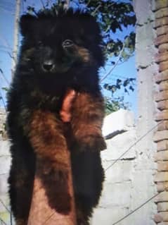 German Shepherd long coat male for sale