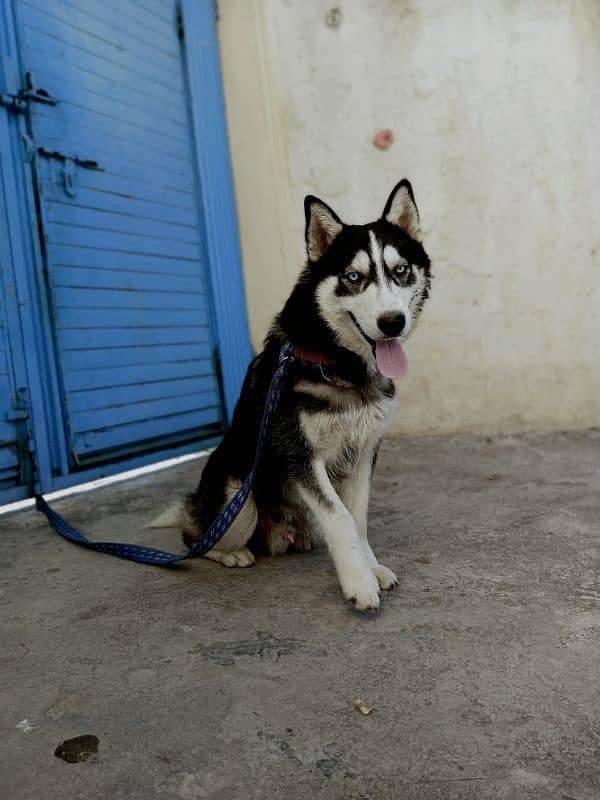 Siberian Husky | Family Friendly 0