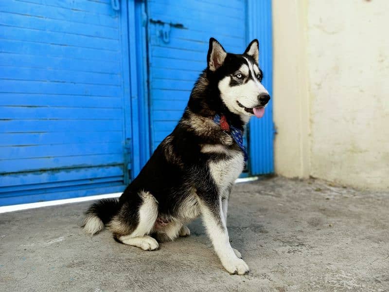 Siberian Husky | Family Friendly 1