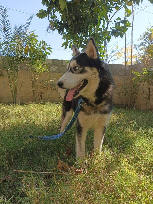 Siberian Husky | Family Friendly 5