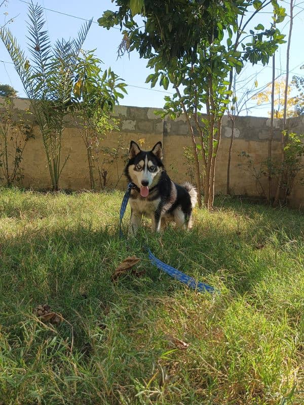 Siberian Husky | Family Friendly 6