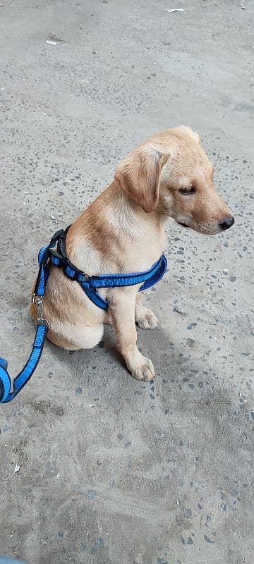 Labrador female urgent sale 1