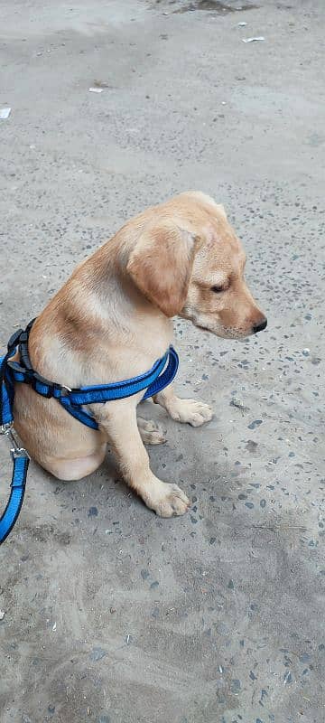 Labrador female urgent sale 3