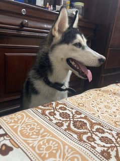 husky female