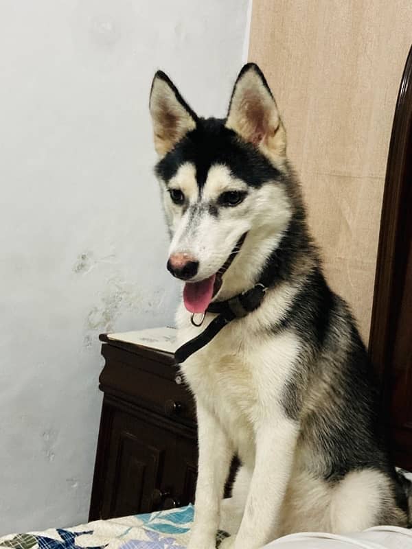 husky female 1