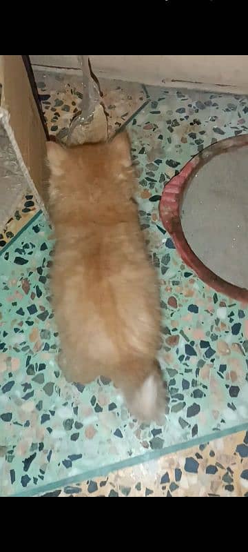 5 Persian kittens and 1 male cat for sell 0