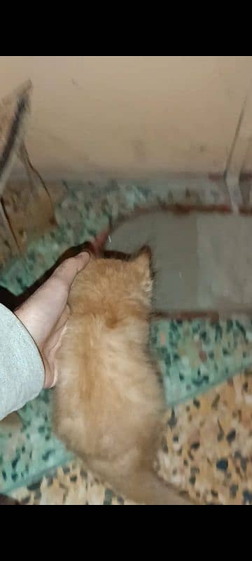 5 Persian kittens and 1 male cat for sell 1