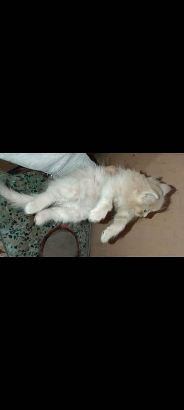 5 Persian kittens and 1 male cat for sell 2