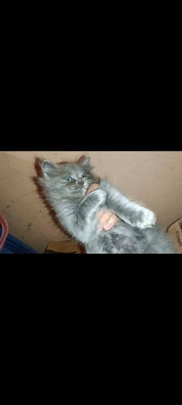 5 Persian kittens and 1 male cat for sell 3