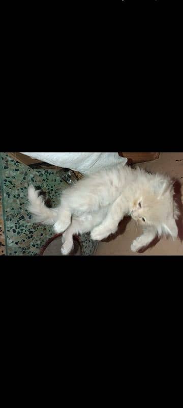 5 Persian kittens and 1 male cat for sell 4