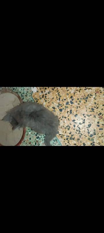 5 Persian kittens and 1 male cat for sell 5