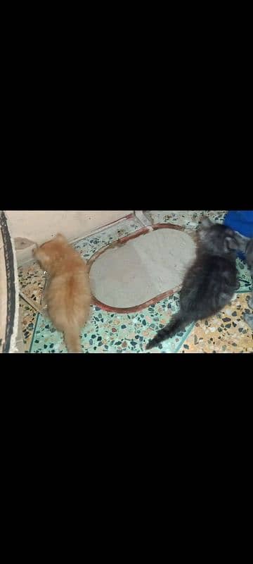 5 Persian kittens and 1 male cat for sell 6