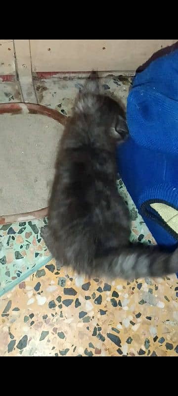 5 Persian kittens and 1 male cat for sell 7