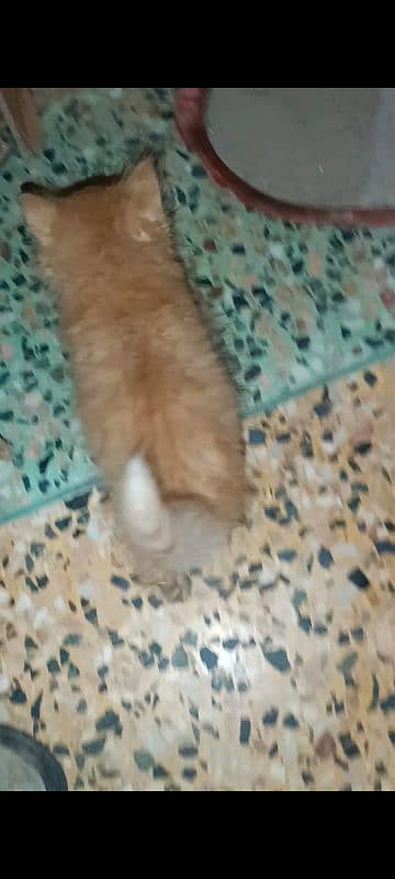 5 Persian kittens and 1 male cat for sell 8